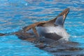 Pilot Whale Royalty Free Stock Photo