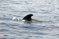 Pilot Whale Royalty Free Stock Photo