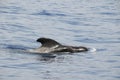 Pilot Whale Royalty Free Stock Photo