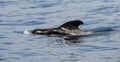 Pilot Whale Royalty Free Stock Photo