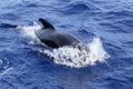 Pilot whale free in open sea blue mediterranean Royalty Free Stock Photo