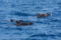 Pilot whale Globicephala macrorhynchus. Picture taken during a whale watching trip Royalty Free Stock Photo