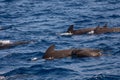 Pilot whale Globicephala macrorhynchus. Picture taken during a whale watching trip Royalty Free Stock Photo