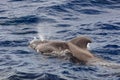 Pilot whale Globicephala melas in the Atlantic Ocean Royalty Free Stock Photo