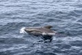 Sleek pilot whale emerges with splash against Norwegian Sea\'s textured waters near Andenes, Norway Royalty Free Stock Photo