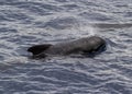 Pilot whale Globicephala melas breathing on the surface Royalty Free Stock Photo