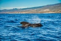 Pilot whale, Globicephala melas, Tenerife island, Canary islands, Spain. Royalty Free Stock Photo