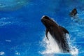 Pilot whale jumping outside the sea Royalty Free Stock Photo