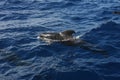 Pilot whale, Tenerife Royalty Free Stock Photo