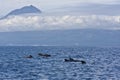 Pilot Whales Royalty Free Stock Photo