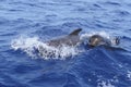 Pilot whales free with baby in mediterranean Royalty Free Stock Photo