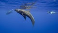 Pilot Whales in Mauritius