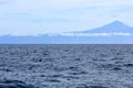 Pilot whales swimming in atlantic ocean in front of teide, tenerife, canary islands in spain Royalty Free Stock Photo