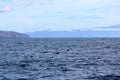 Pilot whales swimming in atlantic ocean in front of teide, tenerife, canary islands in spain Royalty Free Stock Photo