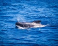 Pilot whales on a whale watching tour Royalty Free Stock Photo