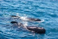 Pilot whales on a whale watching tour Royalty Free Stock Photo