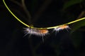 Pilous caterpillar with dew drops Royalty Free Stock Photo