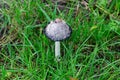 Pilz Royalty Free Stock Photo