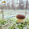 Pilz/Mushroom Royalty Free Stock Photo