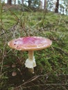 Pilz/Mushroom Royalty Free Stock Photo
