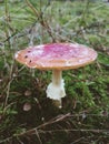 Pilz/Mushroom Royalty Free Stock Photo
