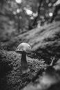 Picture of a fungus on moss-covered deadwood - black and white