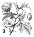 Pima Cotton or South American Cotton or Creole or Sea Island Cotton or Egyptian cotton or Gossypium barbadense vintage engraving