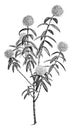 Pimelea Ligustrina Hypericina vintage illustration