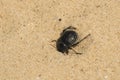 Pimelia bipunctata is buried in the sand Royalty Free Stock Photo