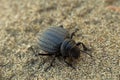 Pimelia bipunctata (Tenebrionidae) - darkling beetle on beach Royalty Free Stock Photo