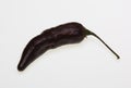 Pimenta da Neyde black Chili, chili pepper Royalty Free Stock Photo