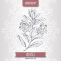 Pimenta dioica aka allspice branch sketch on elegant lace background. Royalty Free Stock Photo