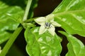 Pimento Pepper Flower