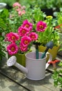 Pimk purslane flower in bloom, watering can with tools on garden patio vertical Royalty Free Stock Photo