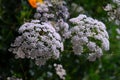 White flowers of Green Anise Pimpinella anisum