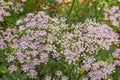 Close up PIMPINELLA major `Rosea` flowers Royalty Free Stock Photo