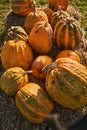 Pimpled type pumpkins piled on straw bales. Royalty Free Stock Photo