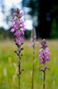 Pedicularis groenlandica, Elephant Heads, Tuolumne Meadows, Yosemite National Park