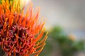 Pin Cushion Flower Royalty Free Stock Photo