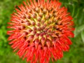 Pin Cushion protea 7 Royalty Free Stock Photo