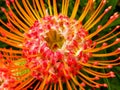 Pin Cushion Protea 2 Royalty Free Stock Photo