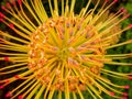 Pin Cushion Protea 5 Royalty Free Stock Photo