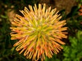 Pin Cushion Protea 6 Royalty Free Stock Photo