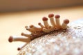 Pin Heads of Poplar Mushrooms or Yanagi Matsutake Growing Out off Mycelium Block in the First Flush
