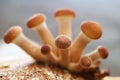 Pin Heads of Poplar Mushrooms Yanagi Matsutake Growing Out off Mycelium Block in the First Flush