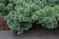 Pin nain de SibÃÂ©rie dwarf siberian pine Pinus pumila.`Dwarf Blue` Pinaceae Origine horticole Garden origin