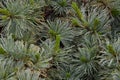 Pin nain de SibÃÂ©rie Dwarf siberian pine.Pinus pumila.`Dwarf Blue`.Pinaceae.Origine horticole.Garden origin