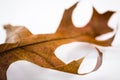 Pin oak leaf Royalty Free Stock Photo