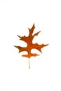 Pin Oak Leaf Royalty Free Stock Photo