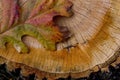 Pin Oak Leaf on Tree Stump Royalty Free Stock Photo